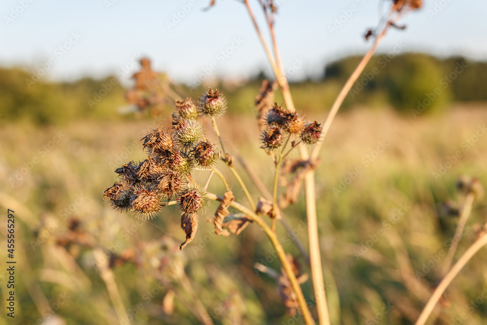 Dry burdock flower. Greater burdock. Arctium lappa Dry burdock flower. Greater burdock. Arctium lappa