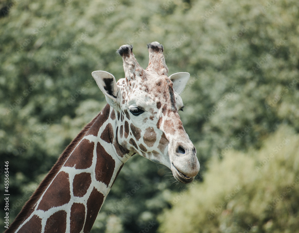 Fototapeta premium giraffe smile