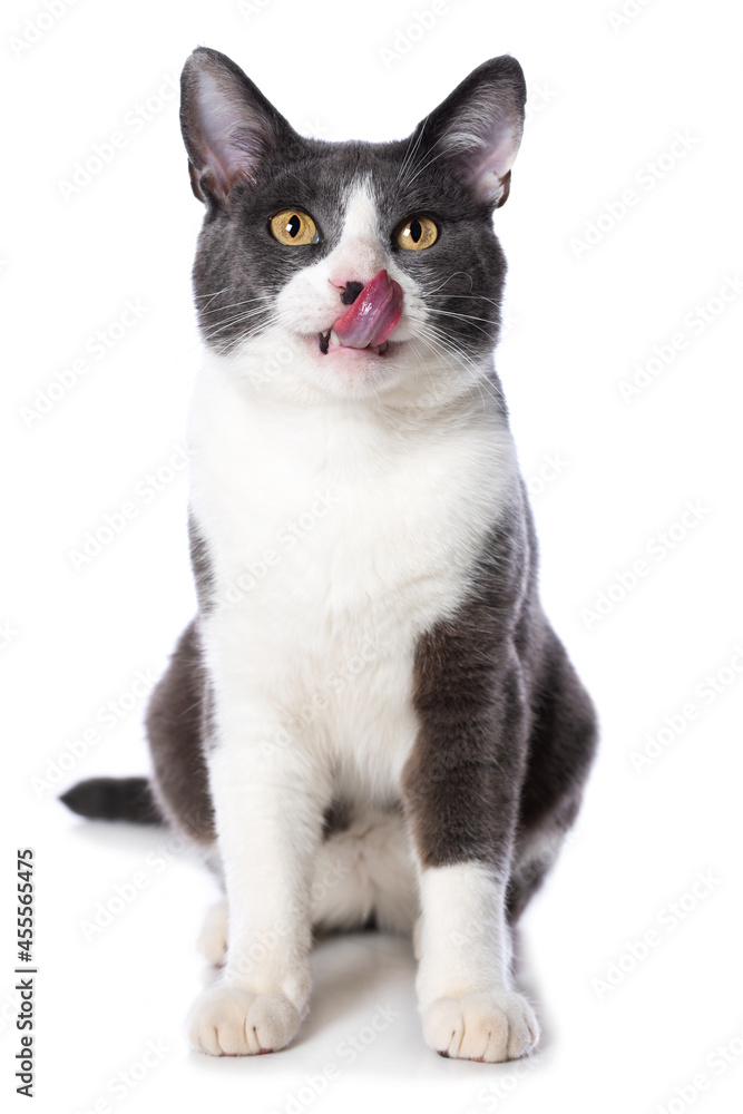 Hungry cat isolated on white background Hungry cat isolated on white background