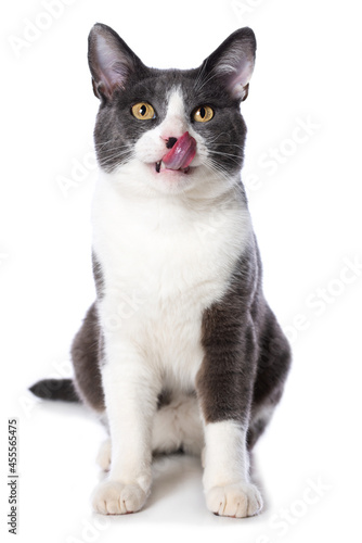 Hungry cat isolated on white background