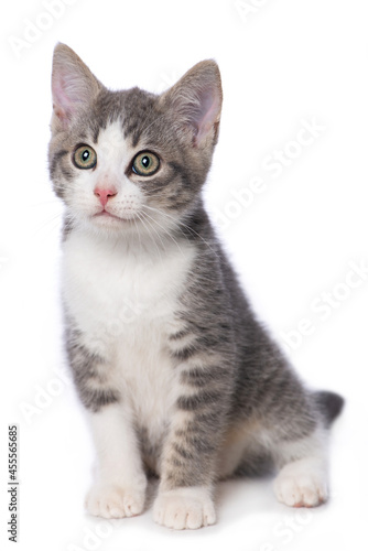 Cute kitten isolated on white background © DoraZett