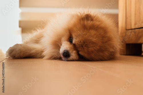 Little Orange Pomeranian puppy dog sleeping on the floor on a sunny day in a modern interior design room.