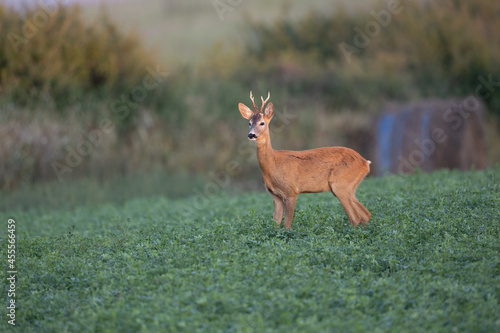 Roe deer Capreolus capreolus in natural habitat. Roe buck standing and looking at camera 