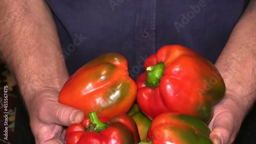 Sweet pepper in hands, closeup.