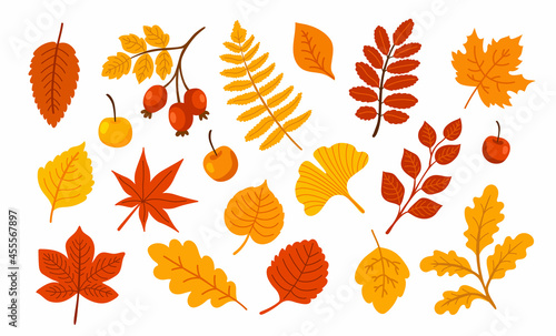 Fallen leaves clipart. Oak, maple, ash, aspen, rose hip, gingko leaf. Set of autumn elements. Fall season. Hand-drawn vector illustration.