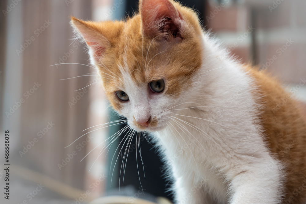 Young cute little red kitty. Long haired ginger kitten play at home. Cute funny home pets. Space for text Young cute little red kitty. Long haired ginger kitten play at home. Cute funny home pets. Space for text