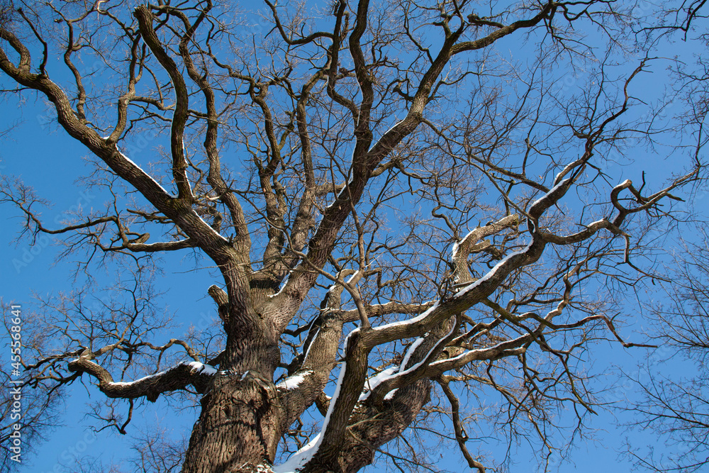 branches of the oak tree under the snow branches of the oak tree under the snow