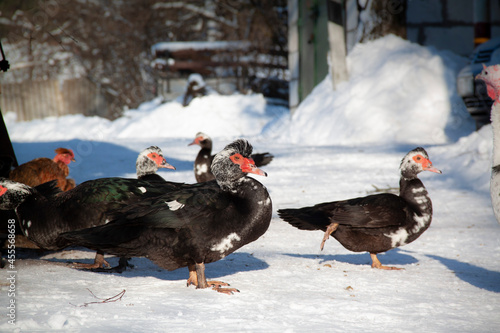 a lot of black ducks in the snow