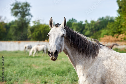 Portrait of a grey horse with a black mane in a herd on a pasture