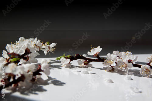 white apricote flowers on the black and white background
