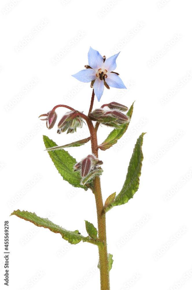 Obraz premium Flowering borage plant