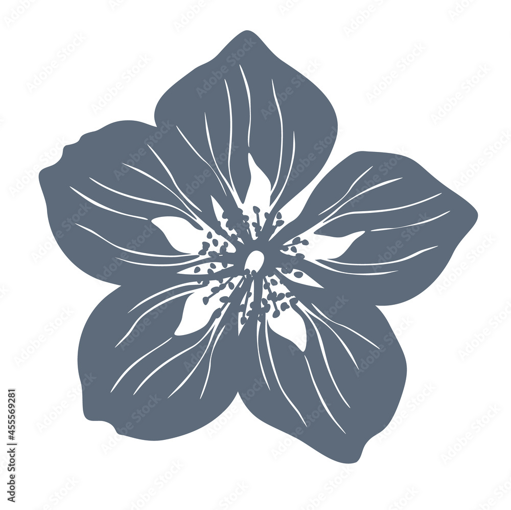 Jasmine. Dark gray jasmine flower vector silhouette isolated on white