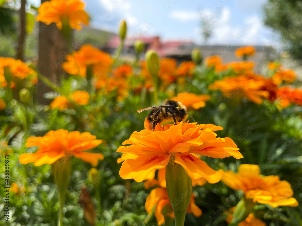 Bumblebee collects pollen from flowers Bumblebee collects pollen from flowers
