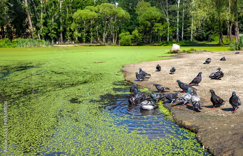 City pigeons swim in the pond with duckweed in summer
