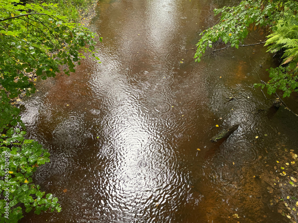 Circles on the water during the rain in a stream among the foliage
