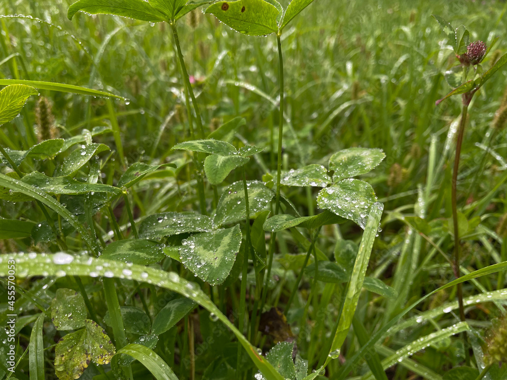 Grass and clover with raindrops on them Grass and clover with raindrops on them