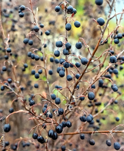 Black berries shrub in the garden close up in autumn
