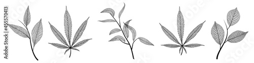 Set leaves veins of black on white. Vector illustration.