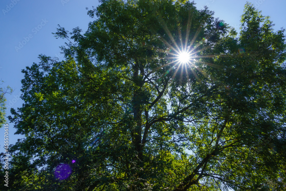Fototapeta premium sun corona star bursting through a woodland beech tree (Fagus sylvatica) salisbury plain UK