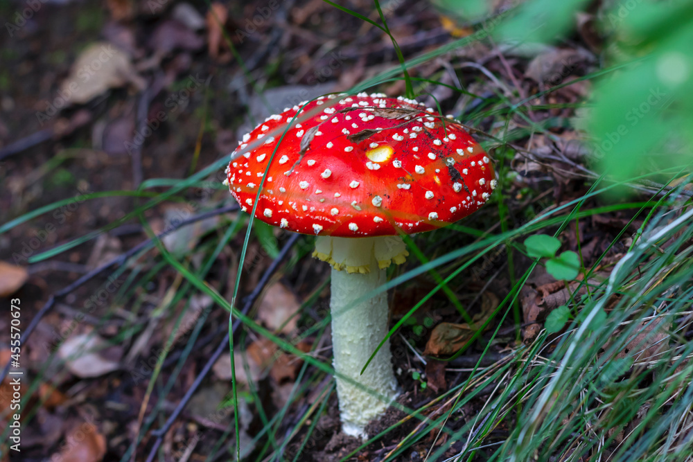 Red fly agaric (Amanita muscaria) in the grass in the autumn forest. A poisonous mushroom growing in the forest. Red fly agaric (Amanita muscaria) in the grass in the autumn forest. A poisonous mushroom growing in the forest.