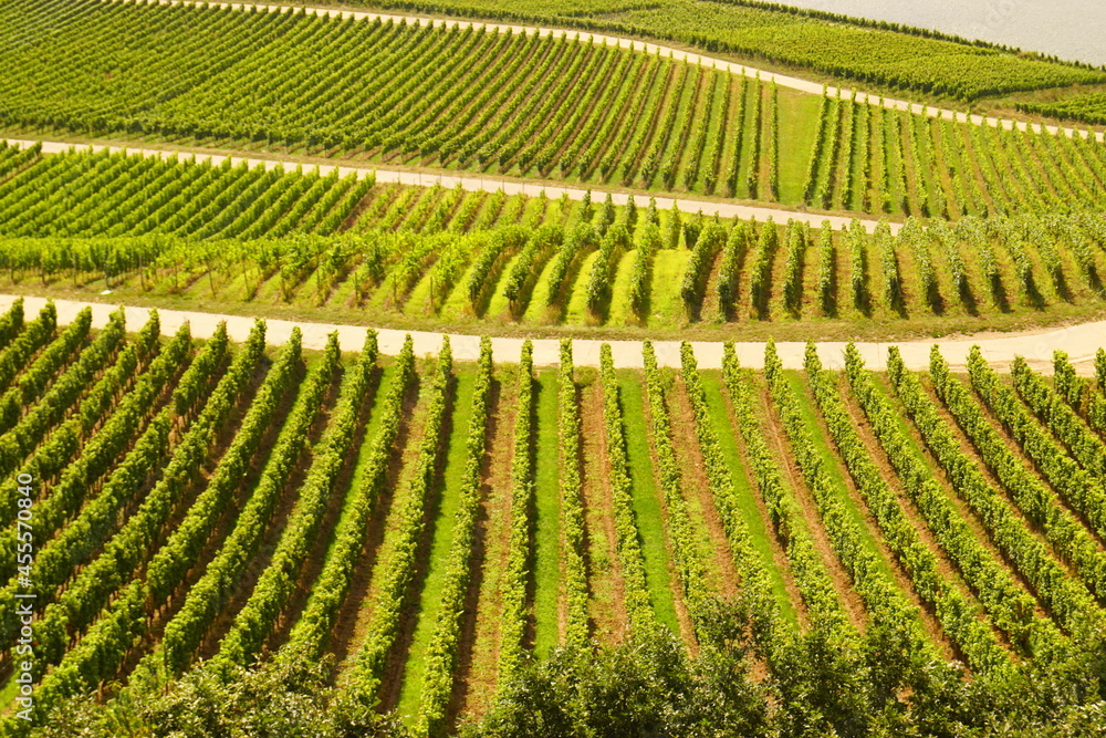 Einige Weinreben Felder mit Trauben im Rheingau in Hessen