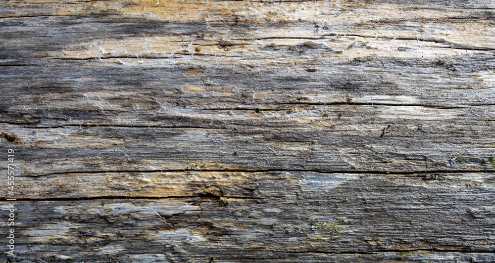 Old wood texture background. Wooden texture. Nature material background Old wood texture background. Wooden texture. Nature material background