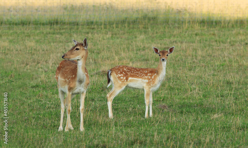 Fototapeta Naklejka Na Ścianę i Meble -  Mother European fallow deer and fawn