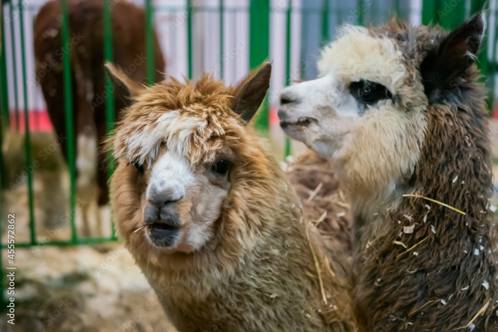 Portrait of two brown and grey alpacas at agricultural animal exhibition, trade show. Farming, agriculture industry, livestock and animal husbandry concept