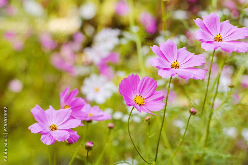 Pink and White Blooming Cosmos Flowers Background Pink and White Blooming Cosmos Flowers Background
