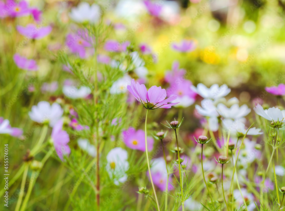Pink and White Blooming Cosmos Flowers Background Pink and White Blooming Cosmos Flowers Background