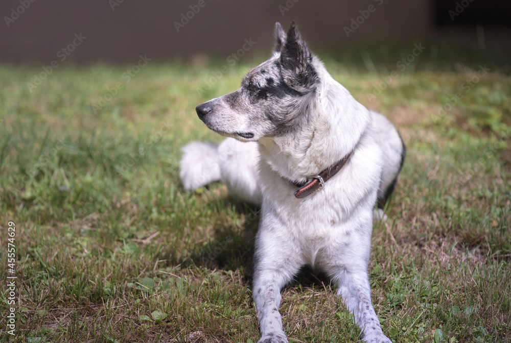 The dog lies on the grass. The herding dog is resting. Border collie in the field.
The dog lies on the grass. The herding dog is resting. Border collie in the field.