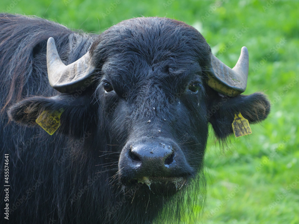 Büffel auf einer Weide im Münsterland Büffel auf einer Weide im Münsterland