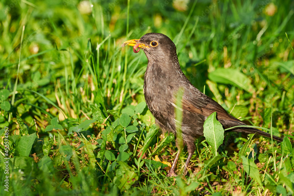 Common blackbird with worms in his beak (Turdus merula). Bird feeding Common blackbird with worms in his beak (Turdus merula). Bird feeding
