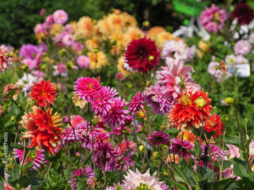 Dahlienblüte im Münsterland