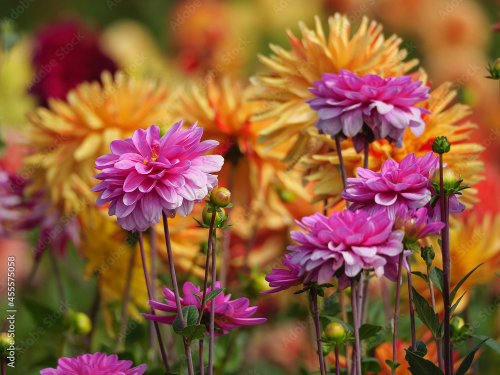 Dahlienblüte im Münsterland Dahlienblüte im Münsterland