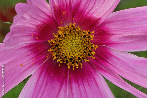 Macro of the center of a pink cosmos flower