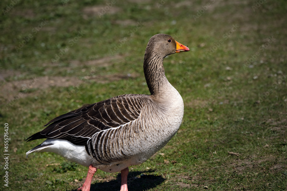 Brown goose, Anser anser, on the grass in spring in England Brown goose, Anser anser, on the grass in spring in England