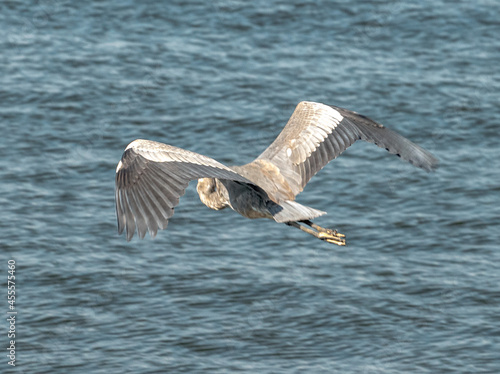 Egret on Lake Conroe