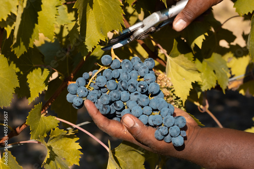 mano che taglia grappolo di uva scura con cesoie vendemmia photo