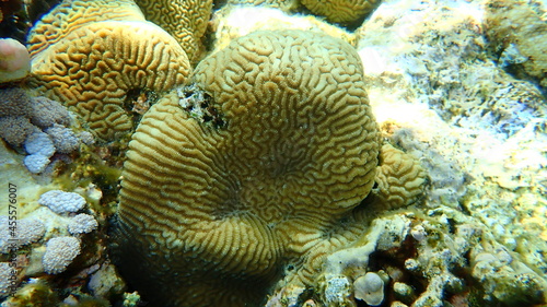 Stony coral Lesser valley coral (Platygyra daedalea) undersea, Red Sea, Egypt, Sharm El Sheikh, Nabq Bay photo