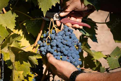 mano che taglia grappolo uva rosso con cesoie vendemmia photo