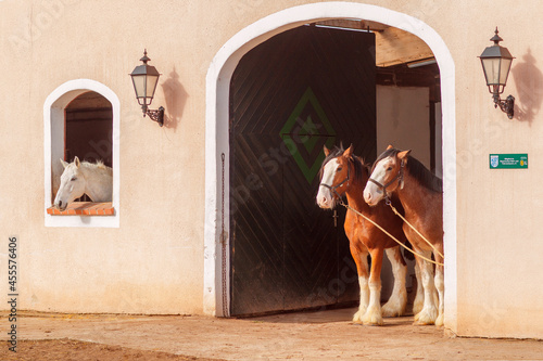 Photography Two clydesdale horses staying near the stable