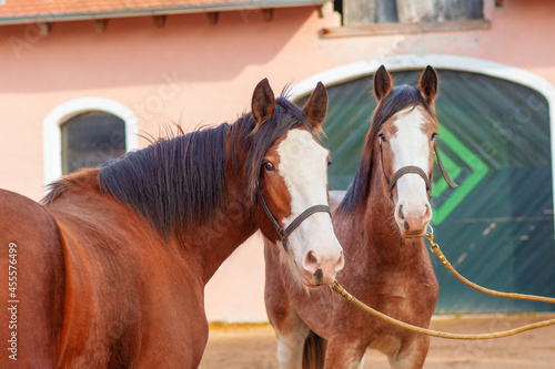 Two clydesdale horses staying near the stable