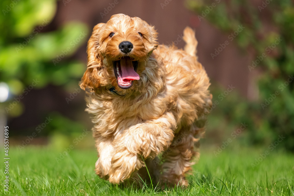 A very excited Cockapoo runs toward the camera