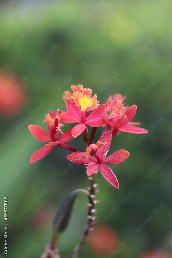 Obraz premium Flores lindas