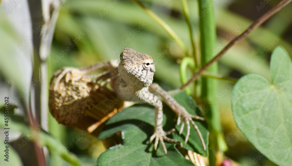 Lizard wildlife animal Close Up Wild Outdoors Animals Photography reptile wallpaper background green plant tree monitor dragon Lizard wildlife animal Close Up Wild Outdoors Animals Photography reptile wallpaper background green plant tree monitor dragon