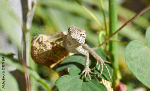 Lizard wildlife animal Close Up Wild Outdoors Animals Photography reptile wallpaper background green plant tree monitor dragon