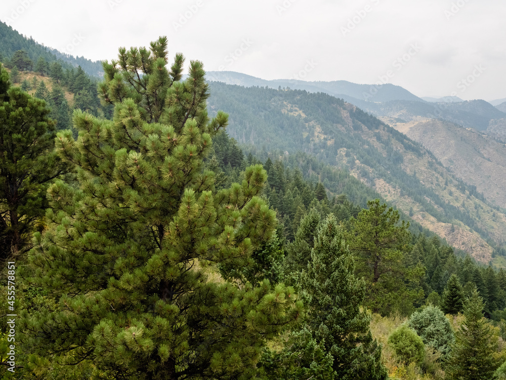 Pine trees in the foreground of mountains in Golden, Colorado looking down on winding road.