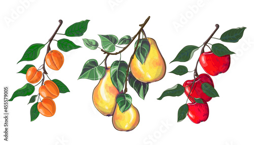 Set of three branches with apples, pears and apricots in cartoon style. Stock vector illustration isolated on a white background.