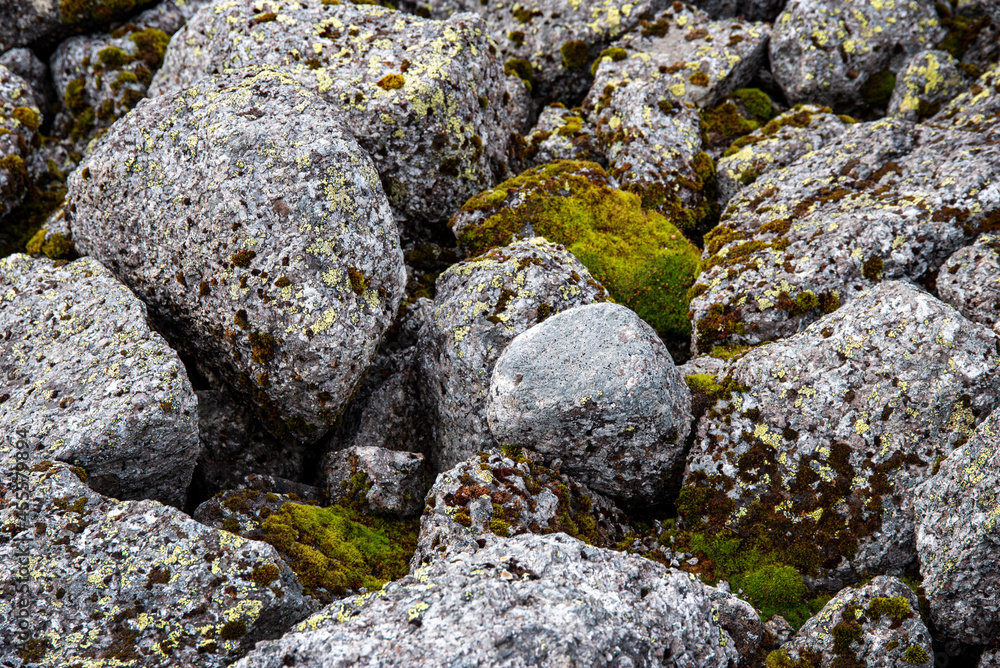 Stone nature background. Stones, boulders covered with moss and fungus in the mountains of Khibiny. Top view and maro